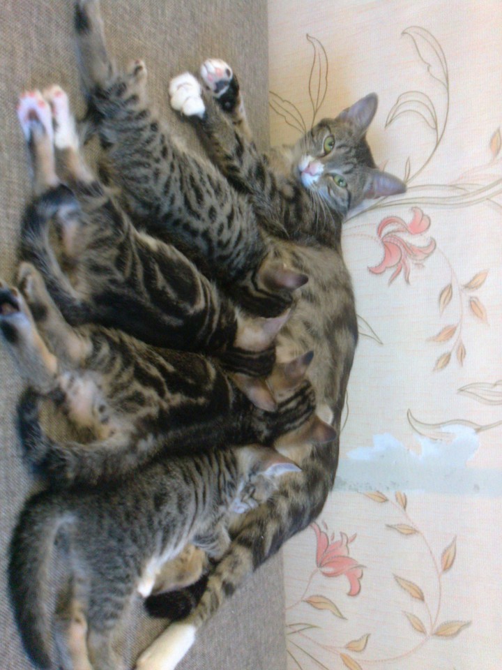 Отдаю в добрые руки.