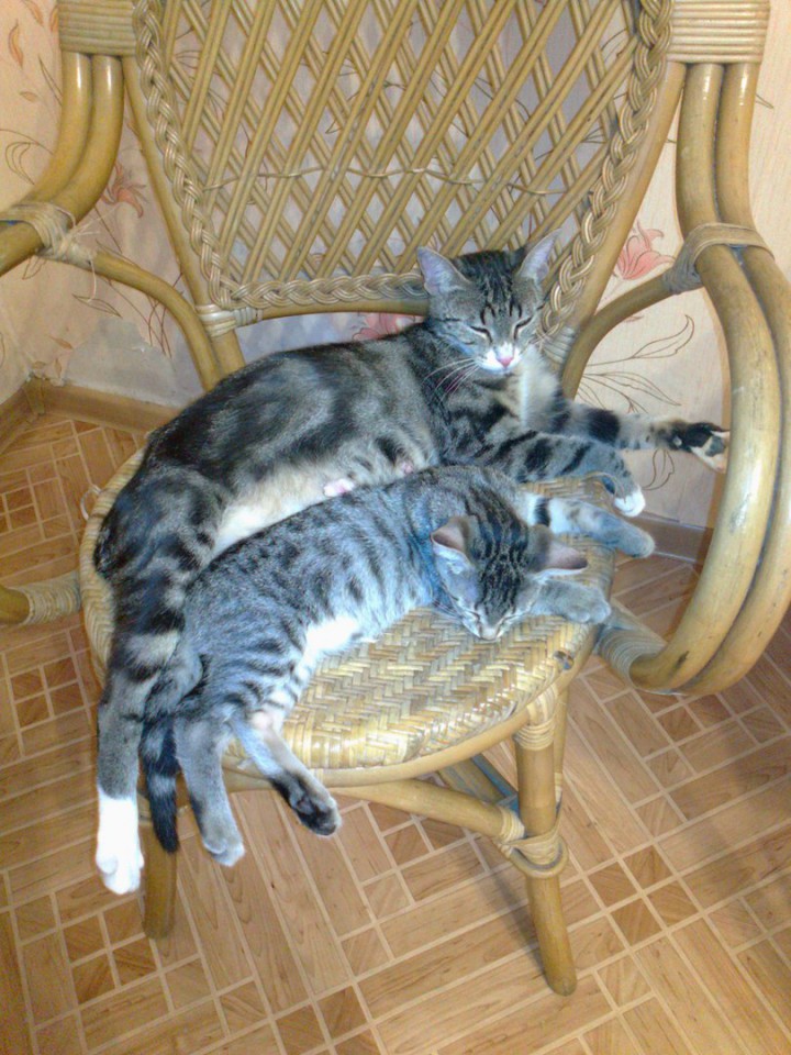 Отдаю в добрые руки.