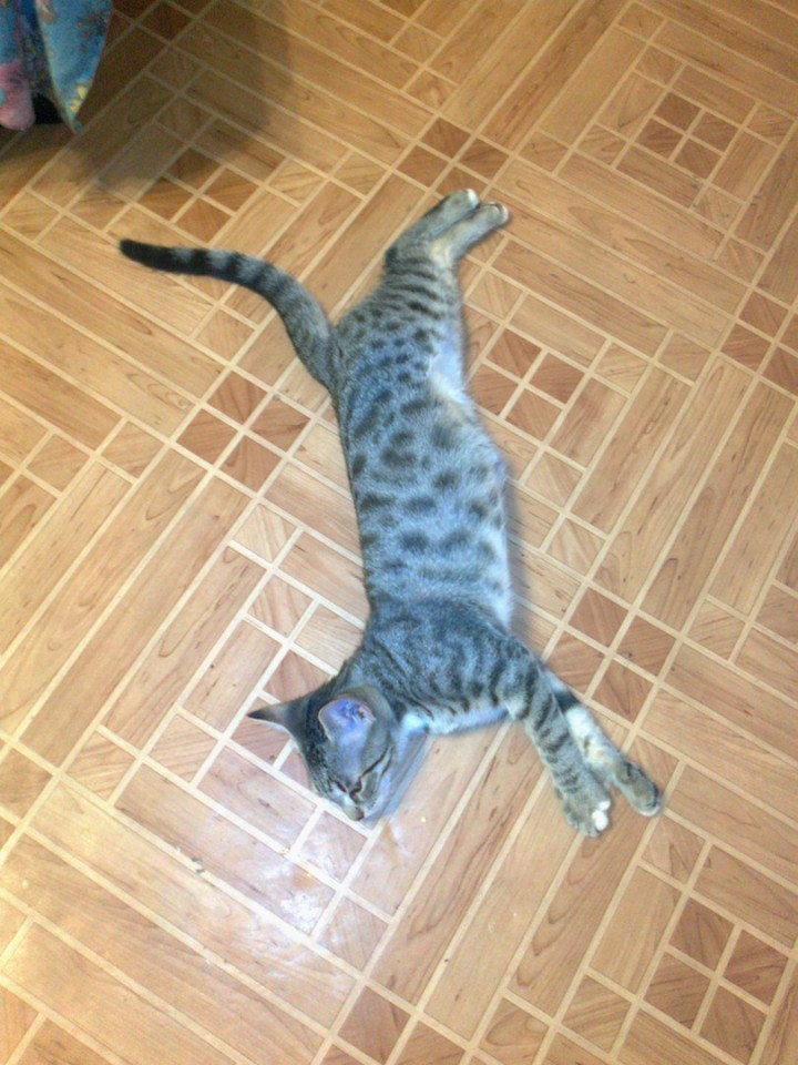 Отдаю в добрые руки.