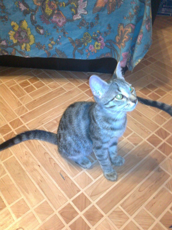 Отдаю в добрые руки.