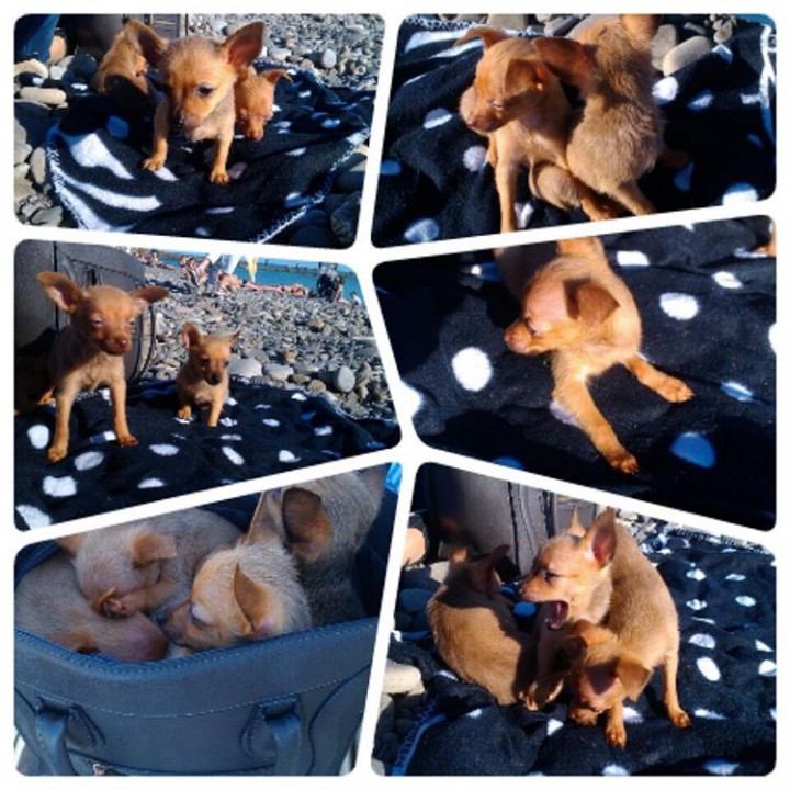 Русский Той терьер 