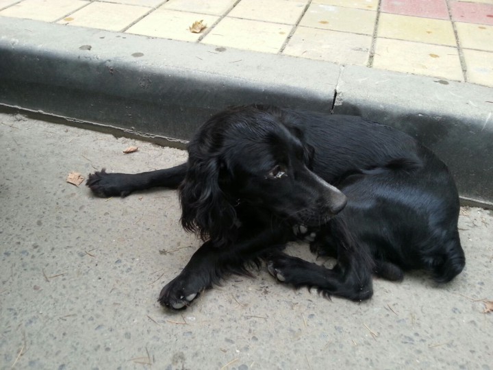 Черный спаниель - потеряшка