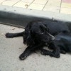 Черный спаниель - потеряшка