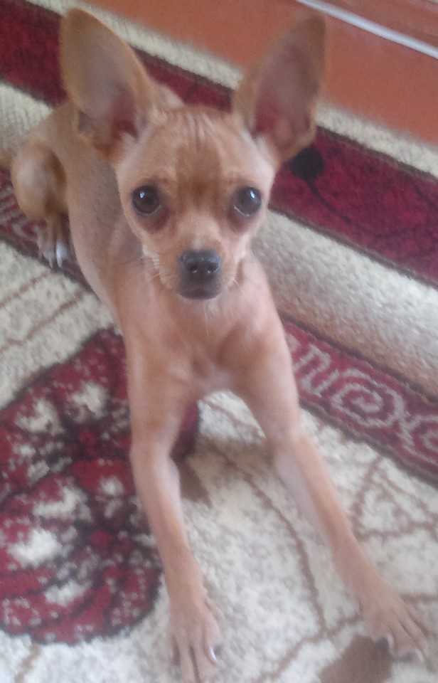 Продолжаем поиски коричневого той-терьера