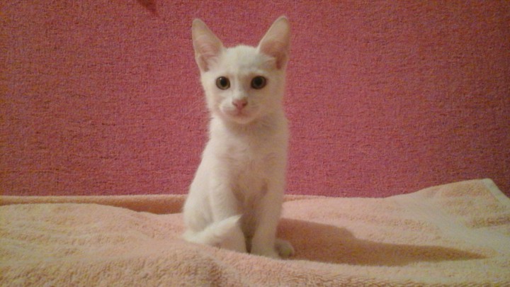 Белый ангел в дар