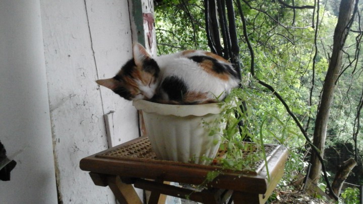 Трёхцветный самый первый у мамы котёнок