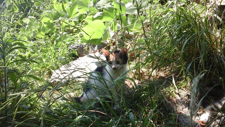 Трёхцветный самый первый у мамы котёнок