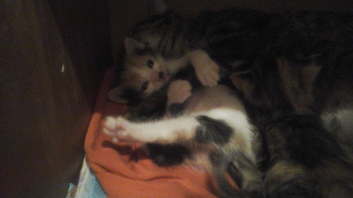 Трёхцветный самый первый у мамы котёнок