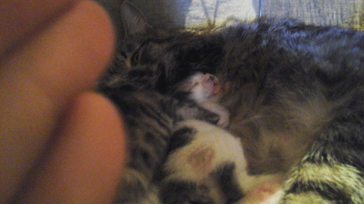 Трёхцветный самый первый у мамы котёнок