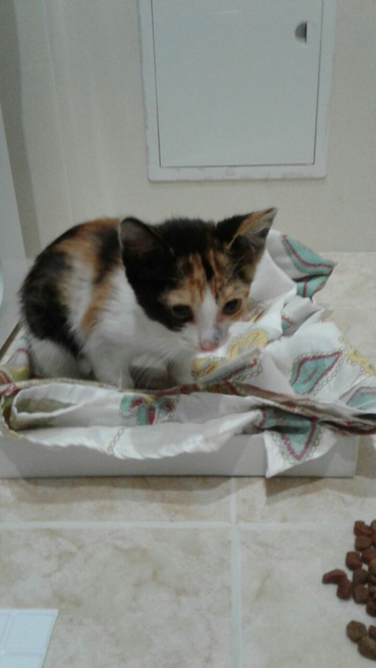 Отдам КОТЕНКА в ДОБРЫЕ РУКИ!!!!