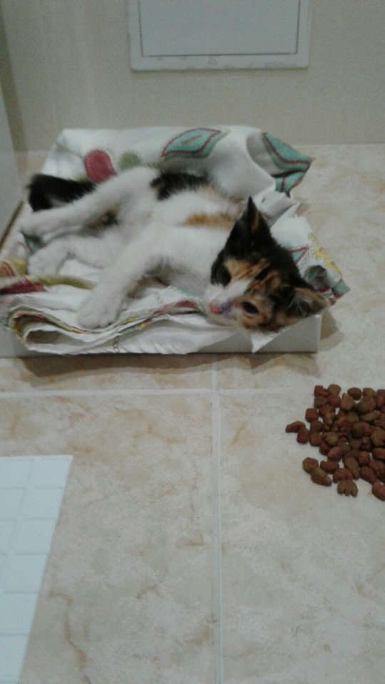 Отдам КОТЕНКА в ДОБРЫЕ РУКИ!!!!