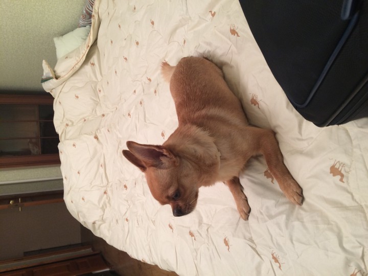 Потерялась собака! Рыжий чихуа! Помогите найти!