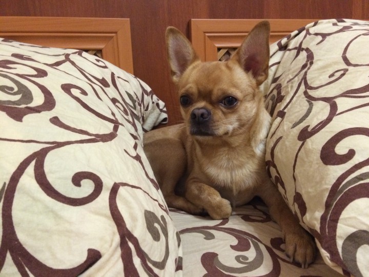 Потерялась собака! Рыжий чихуа! Помогите найти!