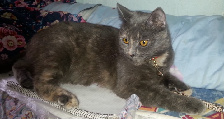 Помогите найти кошечку!!!