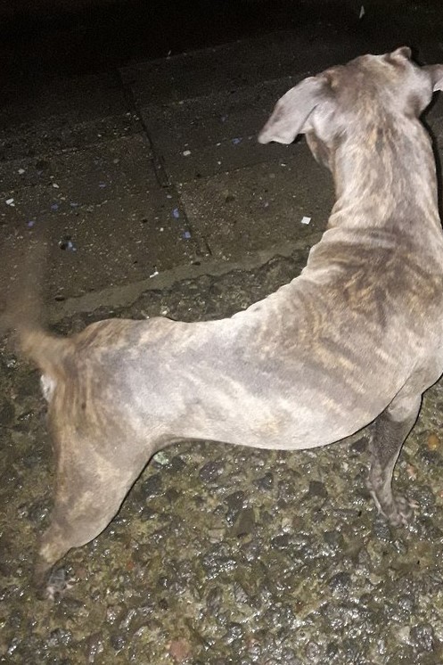 Пропали собаки