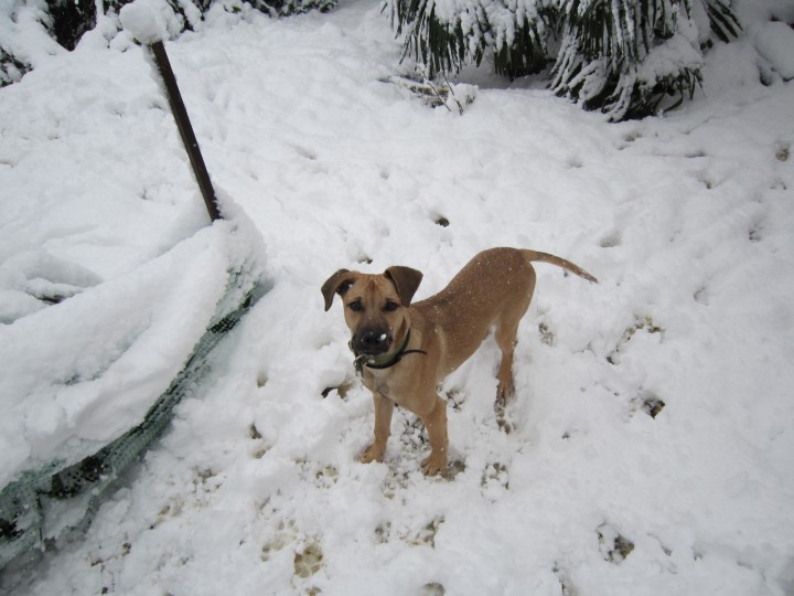 Пропали собаки