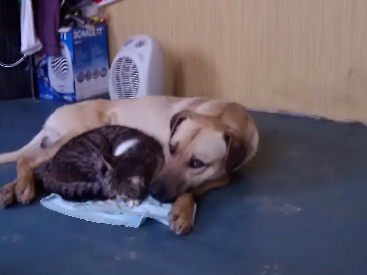 Пропали собаки