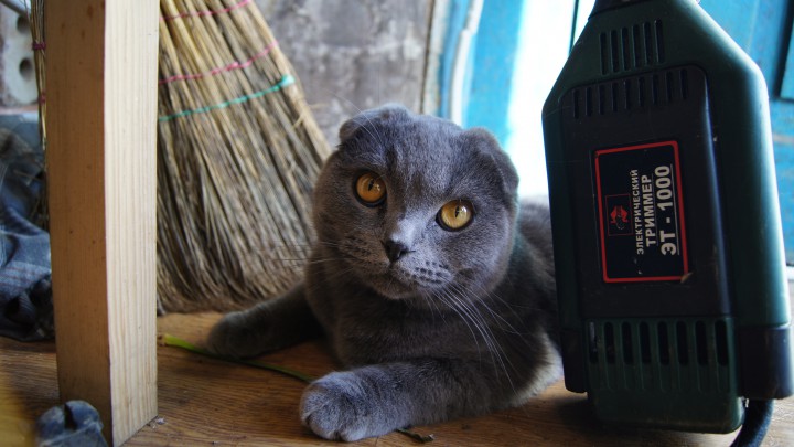 Пропал кот в районе Третьей Роты, Дагомыс