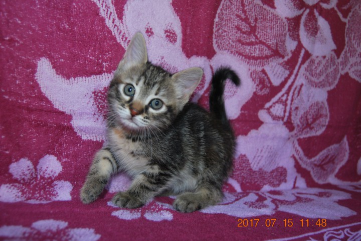 Котята 2 месяца в добрые и ответственные руки