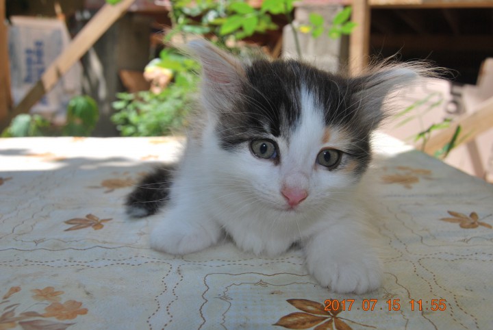 Котята 2 месяца в добрые и ответственные руки