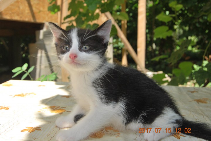 Котята 2 месяца в добрые и ответственные руки