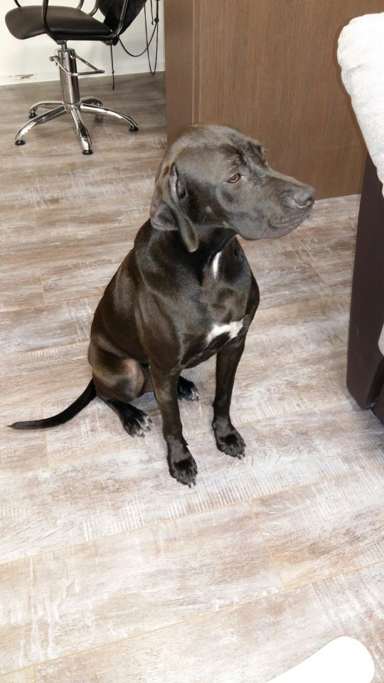 Найдена собака на пляже Альбатрос