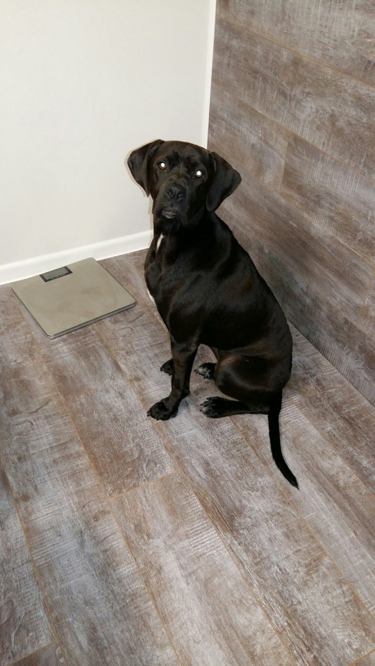 Найдена собака на пляже Альбатрос