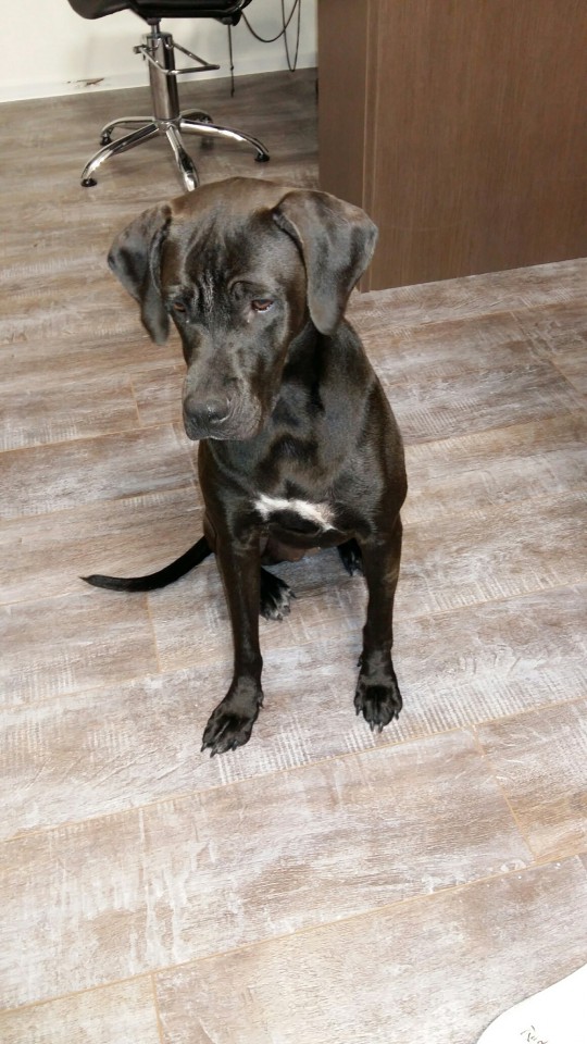 Найдена собака на пляже Альбатрос