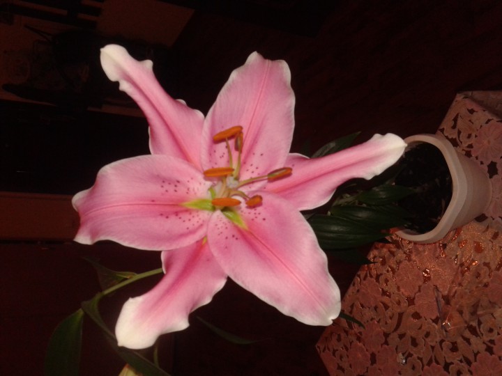 Срочно требуются фармацевты