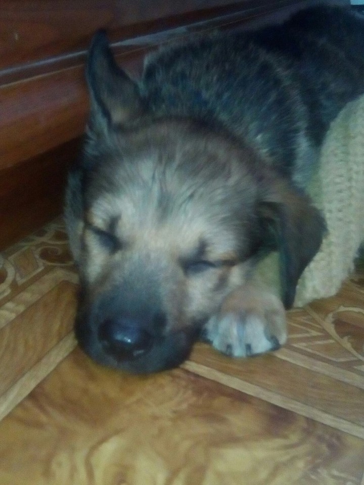 найден маленький щенок