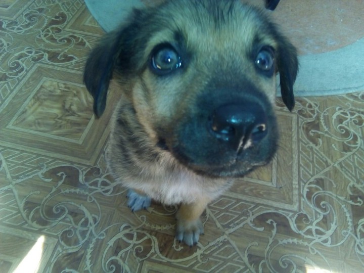 найден маленький щенок