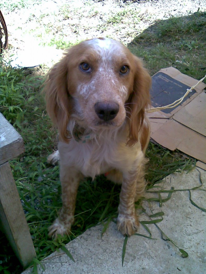 Нашлась собака на Леселидзе