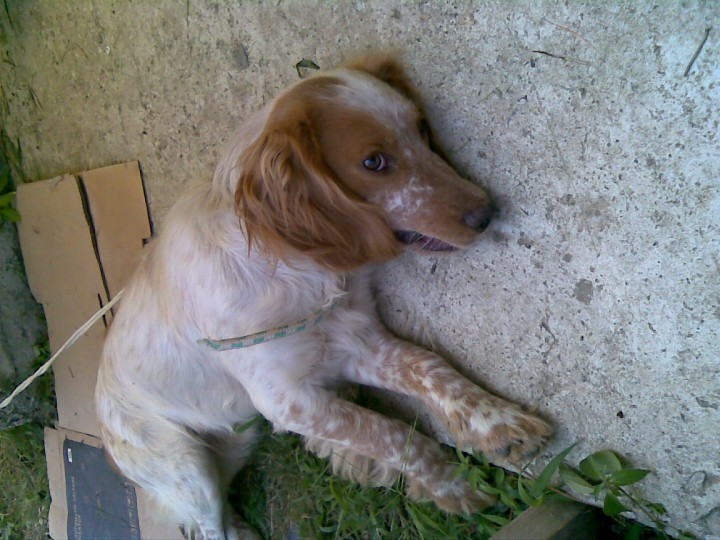 Нашлась собака на Леселидзе