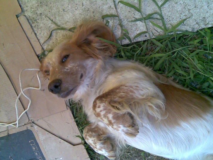 Нашлась собака на Леселидзе