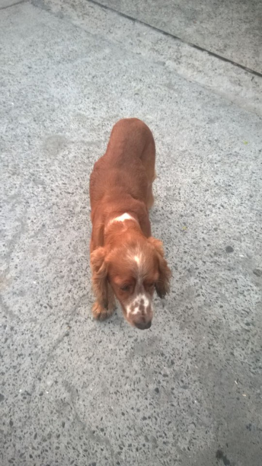 Спаниель нашелся. Адлер ул чкалова