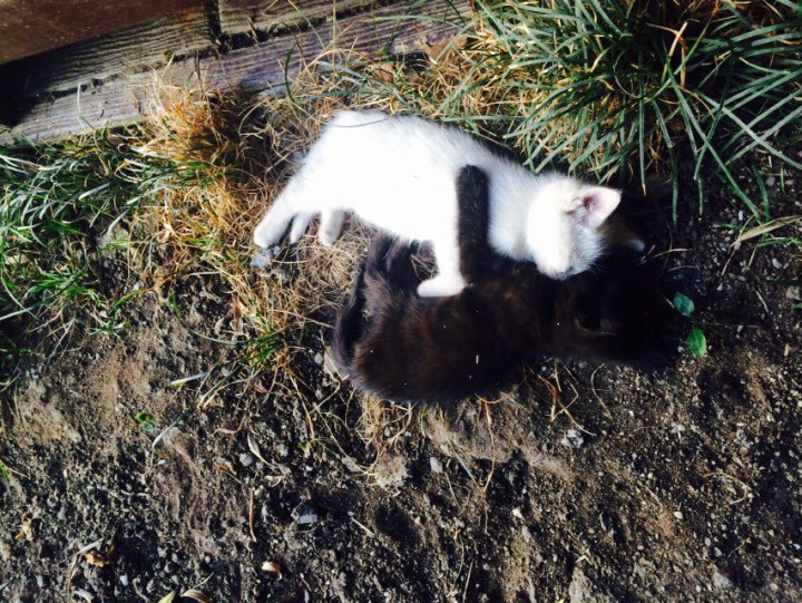 отдадим котят в хорошие руки