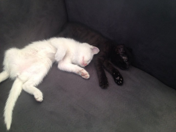 отдадим котят в хорошие руки