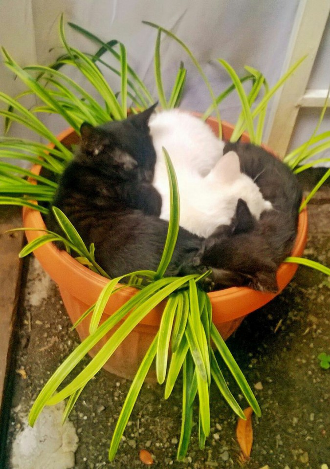 отдадим котят в хорошие руки