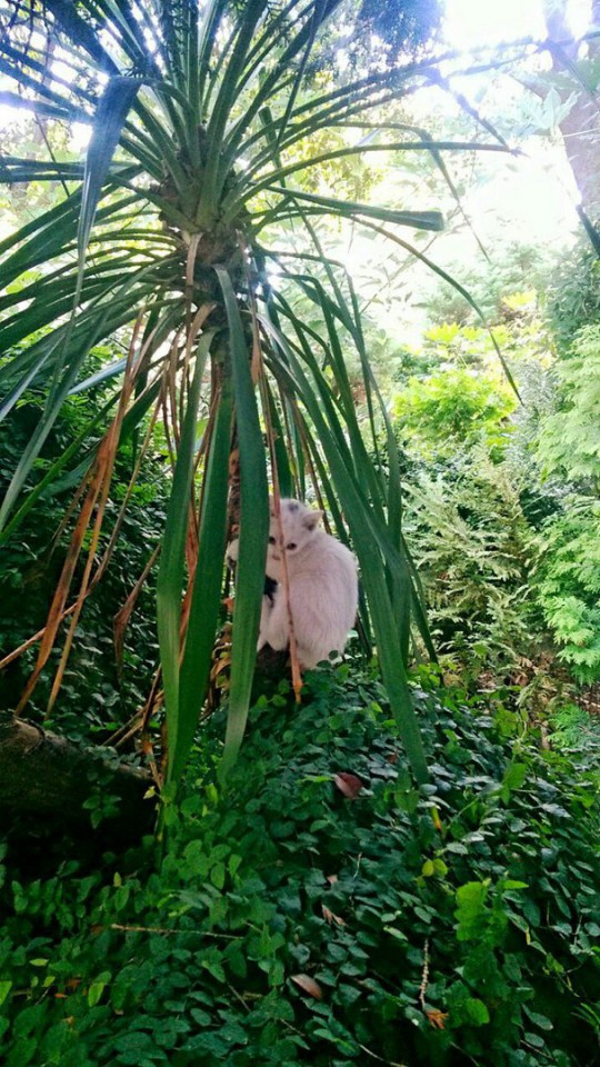 отдадим котят в хорошие руки