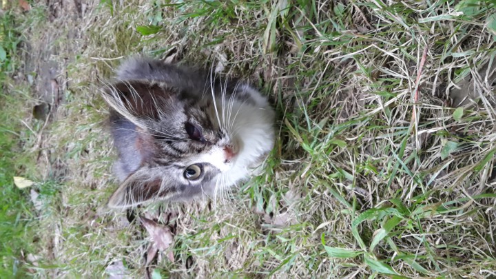 Спасите котеночка