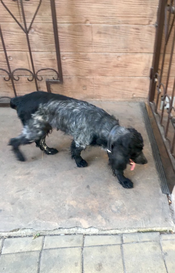 На Роз гуляет потерявшаяся собака. Хозяин, найдись!