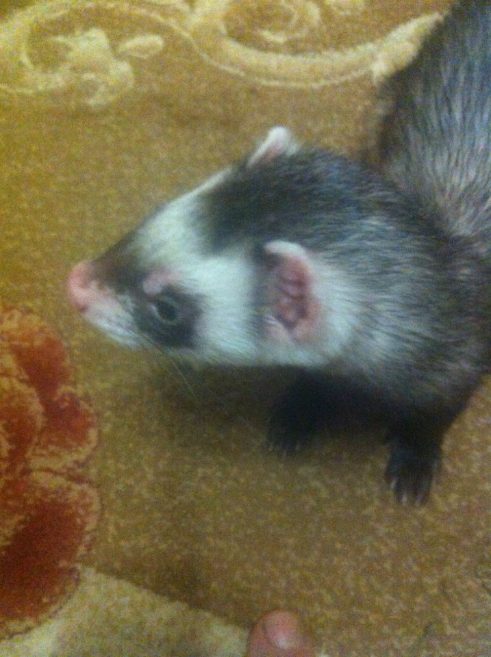 Продаю хорька