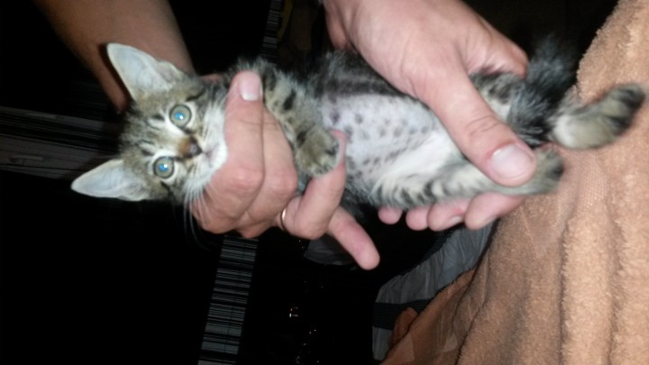 Котенок в добрые руки