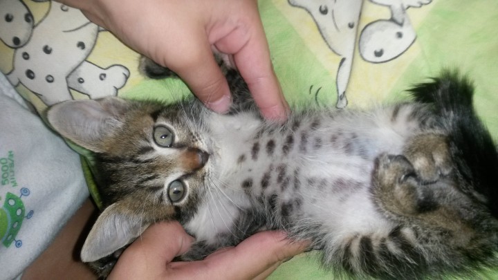 Котенок в добрые руки