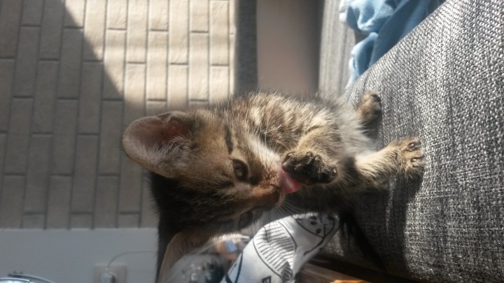 Котенок в добрые руки