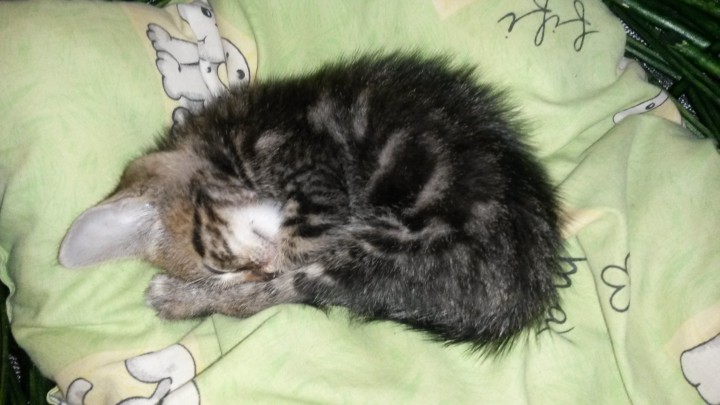 Котенок в добрые руки