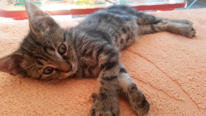 Котенок в добрые руки