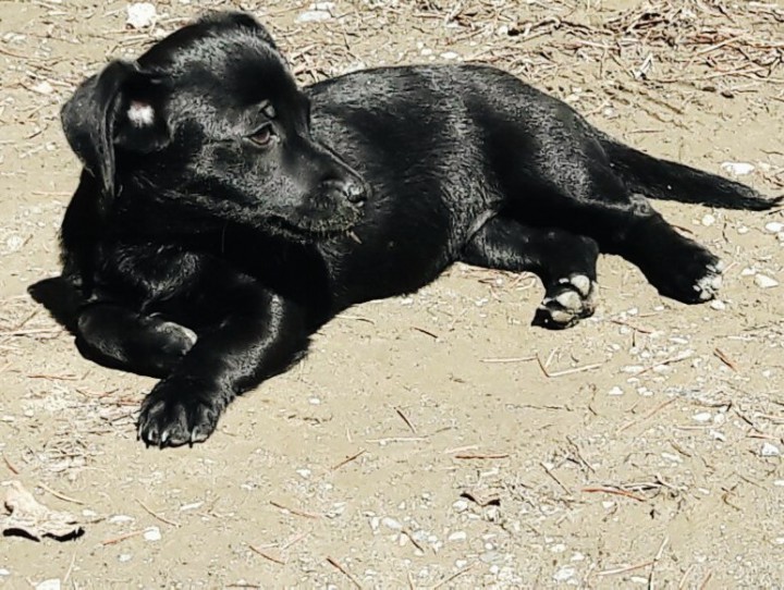 ОТДАМ щенка