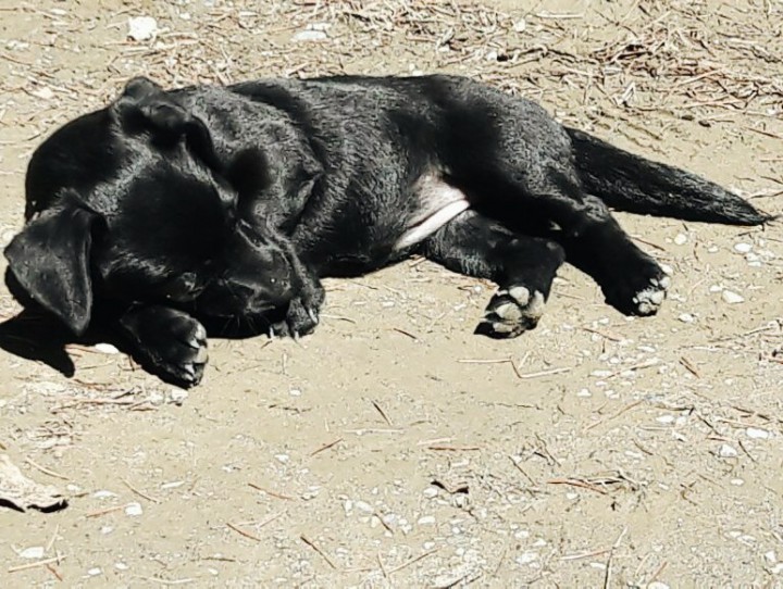 ОТДАМ щенка