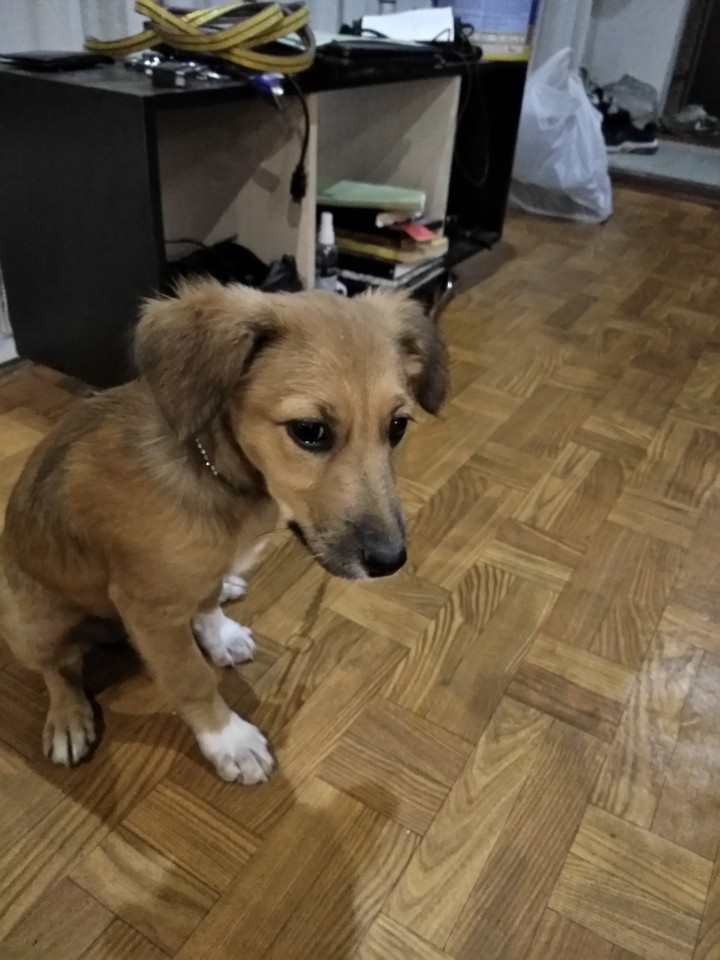 Чья красавица?